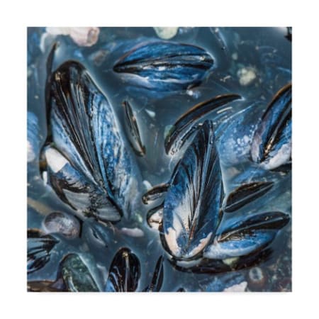 Brenda Petrella Photography Llc 'Mussels' Canvas Art,24x24